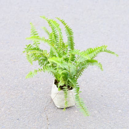 Buy Fern Green in 4 Inch Nursery bag | Urvann.com