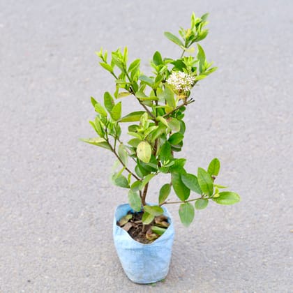 Buy Ixora (Any Colour) in 7 Inch Nursery bag | Urvann.com