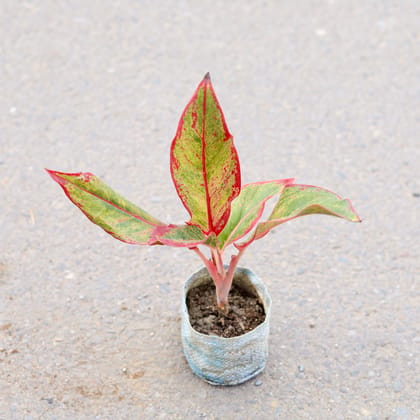 Buy Aglaonema Lipstick in 5 Inch Nursery bag | Urvann.com