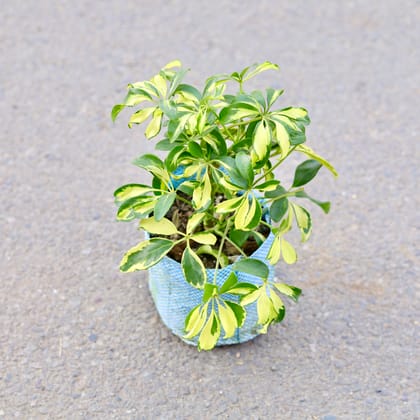 Buy Schefflera Variegated in 7 Inch Nursery bag | Urvann.com