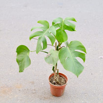 Buy Monstera Deliciosa in 6 Inch Nursery Pot | Urvann.com