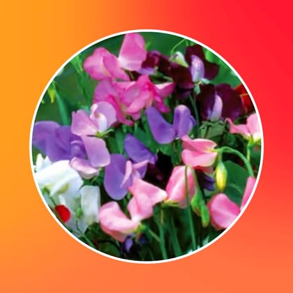 Free Gift - Sweet Pea Seeds - Excellent Germination - Flash Sale