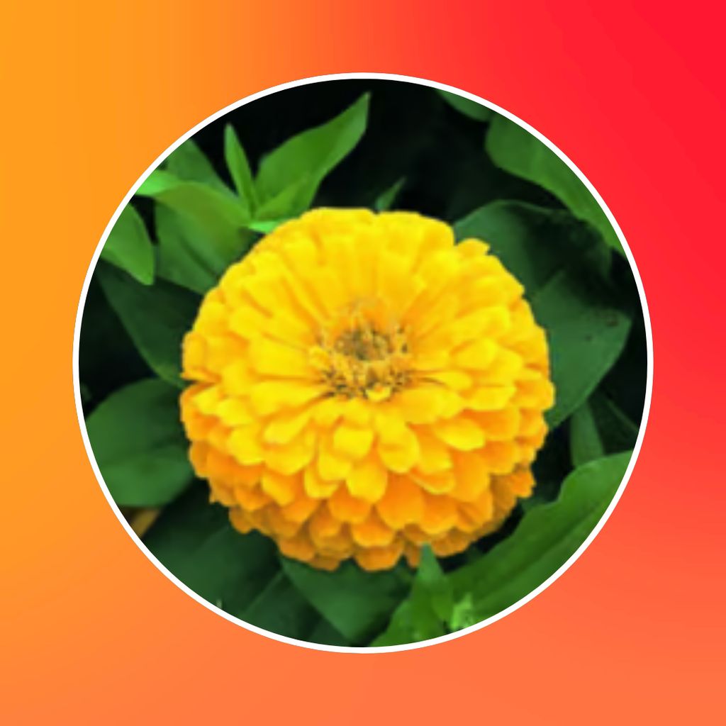 Free Gift - Zinnia Yellow Seeds  - Excellent Germination Summer Seeds - Flash Sale