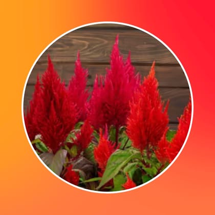 Free Gift - Celosia Red seeds - Excellent Germination - Flash Sale