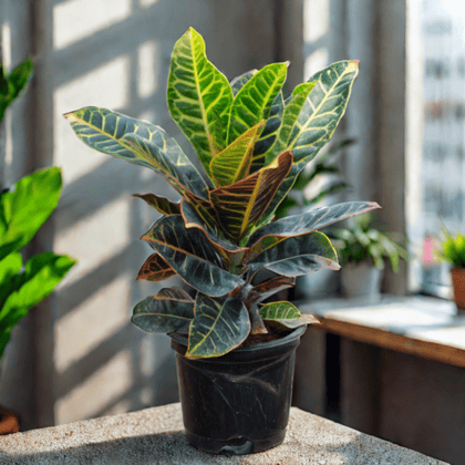 Croton Petra in 6 Inch Nursery Pot