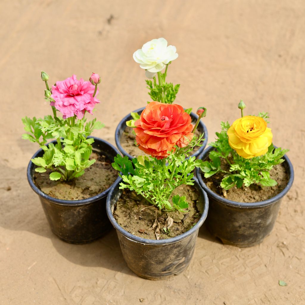 Set of 4 - Ranunculus/ Buttercup (Orange, Yellow, White & Pink) in 6 Inch Nursery Pot