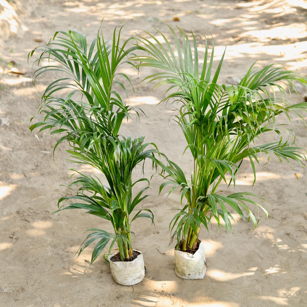 Set of 2 - Areca Palm (2-3 Ft) in 7 Inch Nursery bag