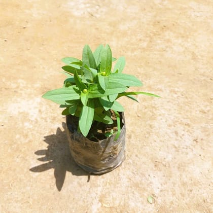 Zinnia (any colour) in 3 Inch Nursery Bag