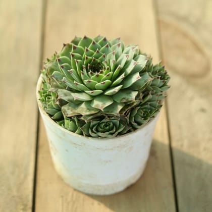 Lakshmi Kamal / Sempervivum Succulent in 3 Inch Nursery Pot