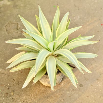 Buy Agave / Kamal Cactus in 6 Inch Nursery Pot Online | Urvann.com