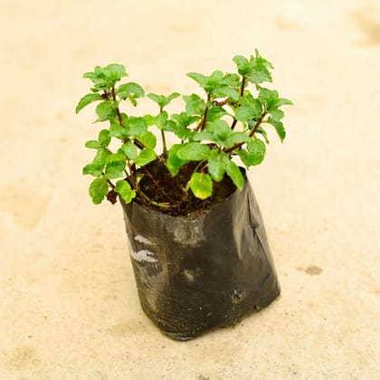 Buy Pudina / Mint in 4 Inch Nursery Bag Online | Urvann.com