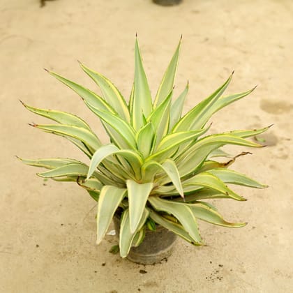 Buy Agave Variegated / Kamal Cactus in 6 Inch Nursery Pot Online | Urvann.com