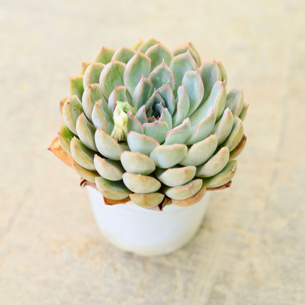 Vishnu Kamal Succulent in 4 Inch Nursery Pot