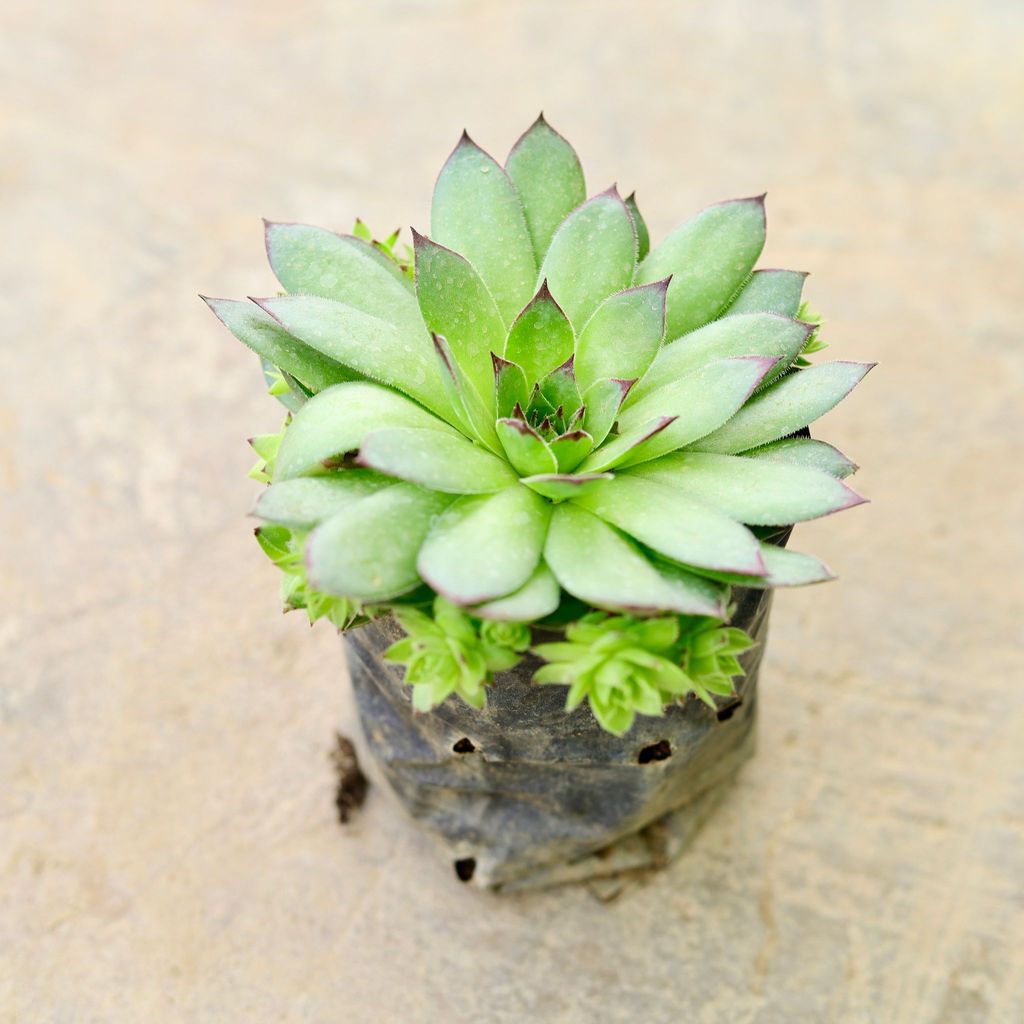 Houseleek Common / Chicken & Hens Succulent in 4 Inch Nursery Bag