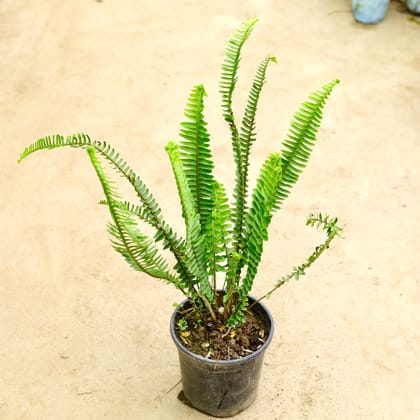 Buy Fern Green in 6 Inch Nursery Pot Online | Urvann.com