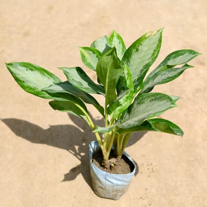 Buy Aglaonema Emerald Bay in 8 Inch Nursery Bag Online | Urvann.com