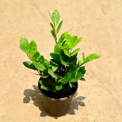 Buy ZZ Green in 5 Inch Nursery Pot Online | Urvann.com