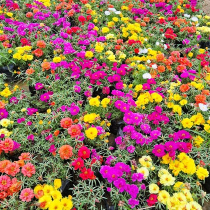 Set of 3 - Portulaca Moss rose (any colour) in 4 Inch Nursery Bag