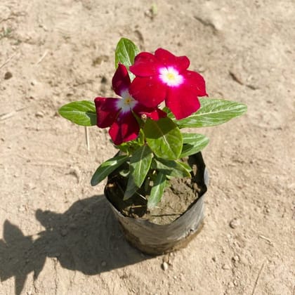 Periwinkle / Vinca / Sadabahar Red in 4 Inch Nursery Bag