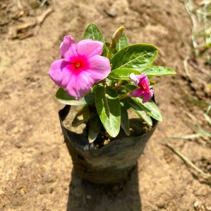 Periwinkle / Vinca / Sadabahar Pink in 4 Inch Nursery Bag