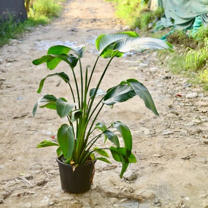 Buy Bird of Paradise (Any Colour) (~ 4 Ft) in 14 Inch Nursery Pot Online | Urvann.com