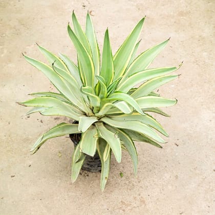 Buy Agave / Century Plant Variegated in 8 Inch Nursery Pot Online | Urvann.com