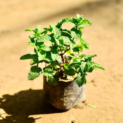 Mint in 4 Inch Nursery Bag