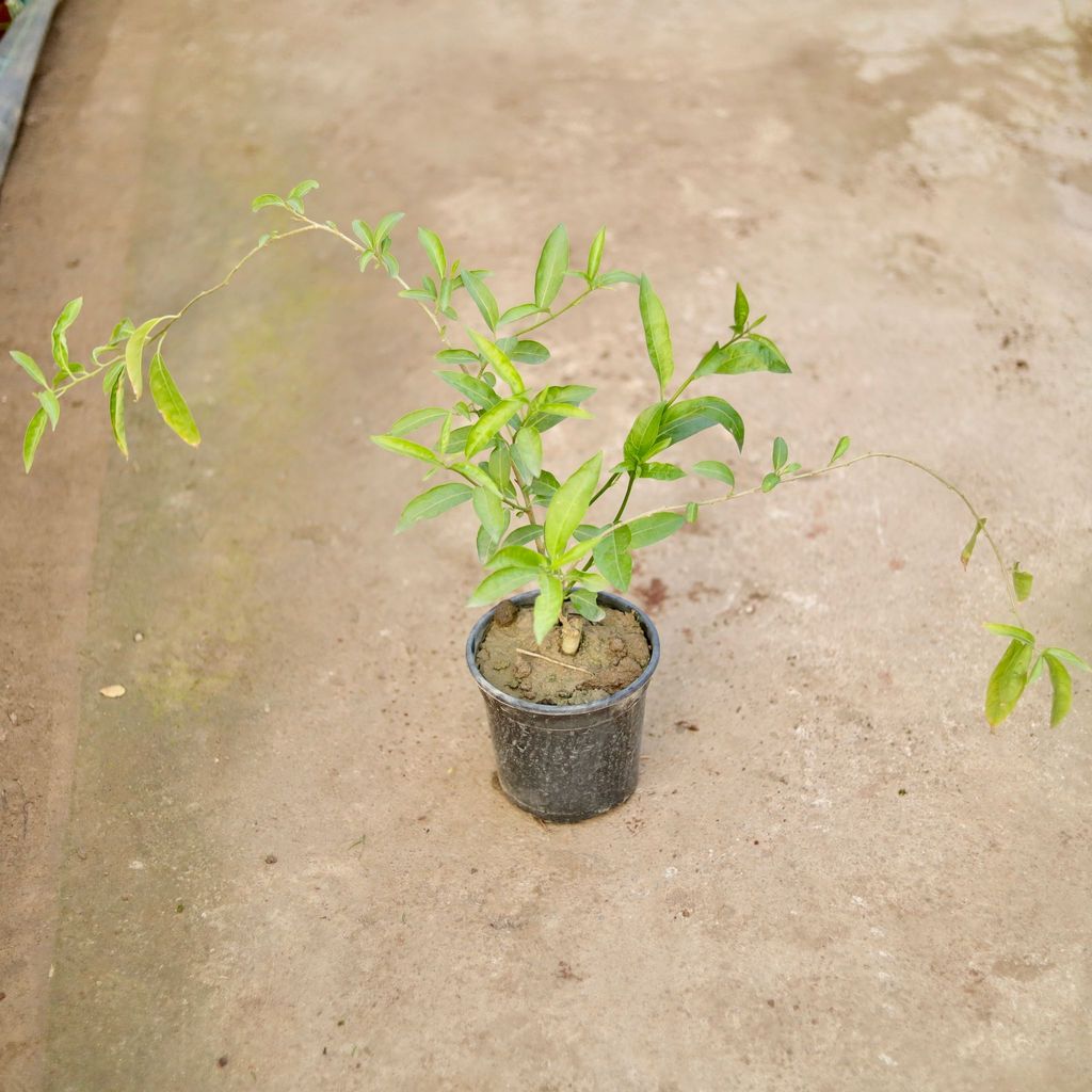 Raat Ki Rani / Night Blooming Jasmine (any colour) in 6 Inch Nursery Pot