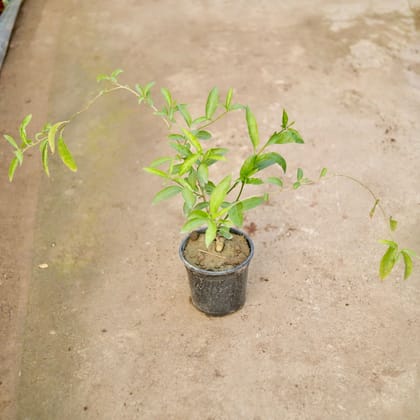 Buy Raat Ki Rani / Night Blooming Jasmine (any colour) in 6 Inch Nursery Pot Online | Urvann.com