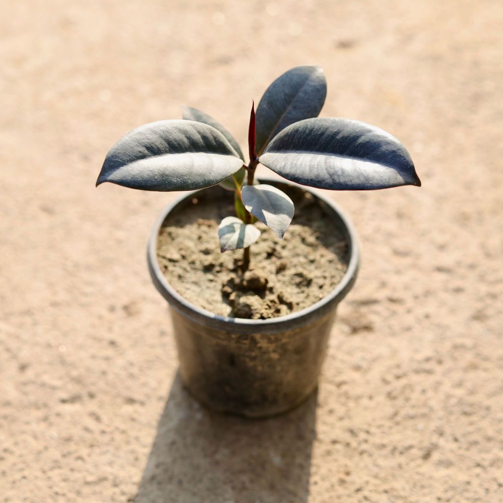 Rubber black in 4 Inch Nursery Pot