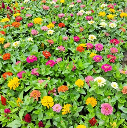 Zinnia (any colour) in 3 Inch Nursery bag