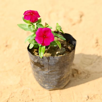 Periwinkle / Vinca / Sadabahar (any colour) in 4 Inch Nursery Bag