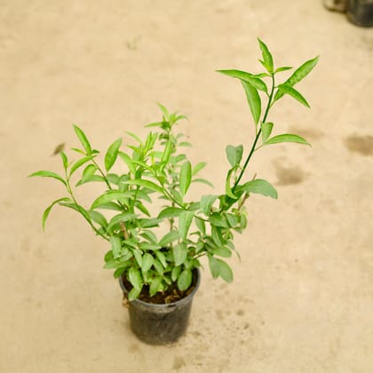 Raat Ki Rani / Night Blooming Jasmine (any colour) in 6 Inch Nursery Pot