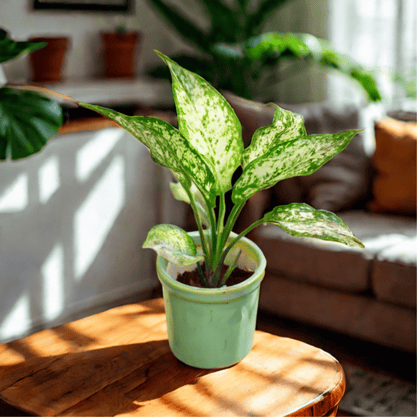 Aglaonema Snow White in 4 Inch Turquoise Green Cylindrical Ceramic Pot - Best Exotic Air Purifying Plant