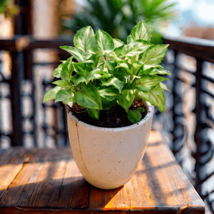 Syngonium Green Narrow Leaf in 4 Inch Classy White Cup Ceramic Pot