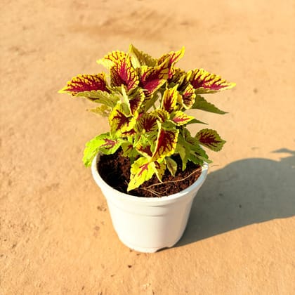 Coleus (Any Colour) (Any Design) in 4 Inch White Nursery Pot