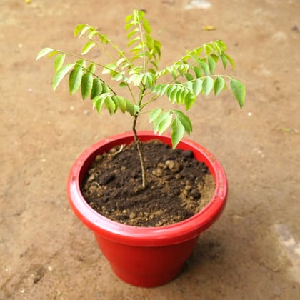 Curry Patta in 8 Inch Classy Red Plastic Pot