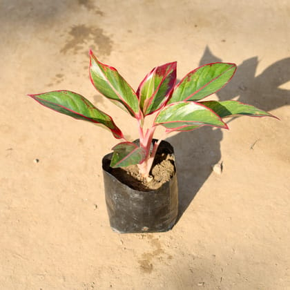 Buy Aglaonema Lipstick in 4 Inch Nursery bag | Urvann.com