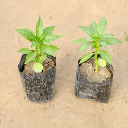 Buy Set of 2 - Balsam (Any Colour) in 4 Inch Nursery bag | Urvann.com