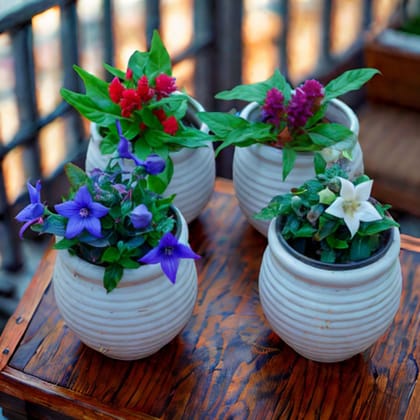 Set Of 4 - Celosia & Platycodon Grandiflorus ( 2 Each) (Any Colour) in 4 Inch White Handi Vase Designer Ceramic Pot (Any Design)