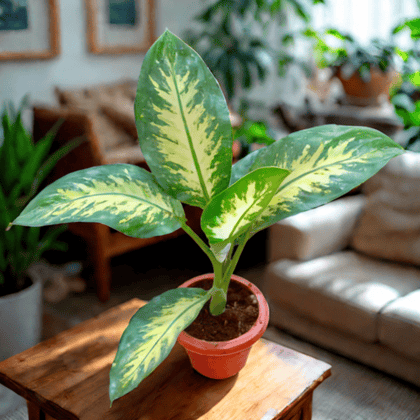 Dieffenbachia Seguine in 6 Inch Classy Red Plastic Pot