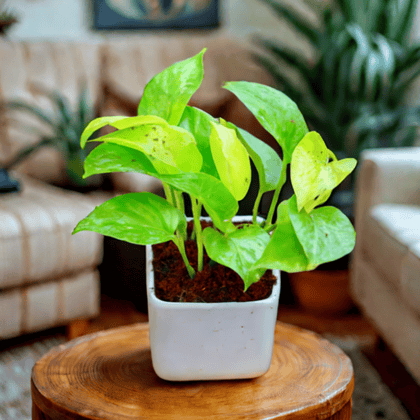 Money Plant Golden in 4 Inch Classy White Square Ceramic Pot