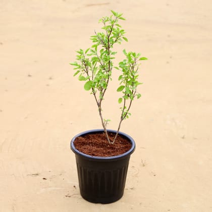 Rama Tulsi in 6 Inch Black Super Nursery Pot