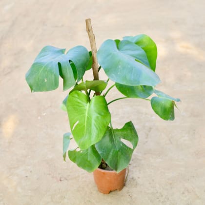 Monstera Deliciosa in 10 Inch Nursery Pot - Best Large Indoor Plant