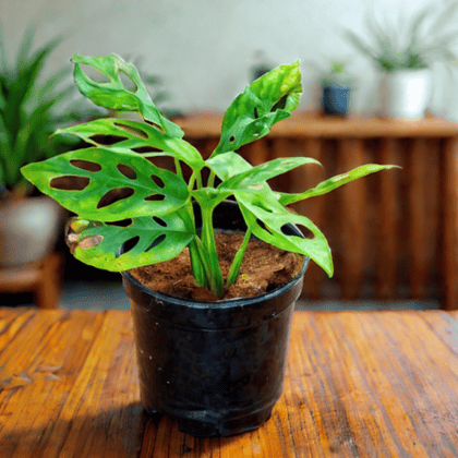 Monstera Broken Heart in 6 Inch Nursery Pot