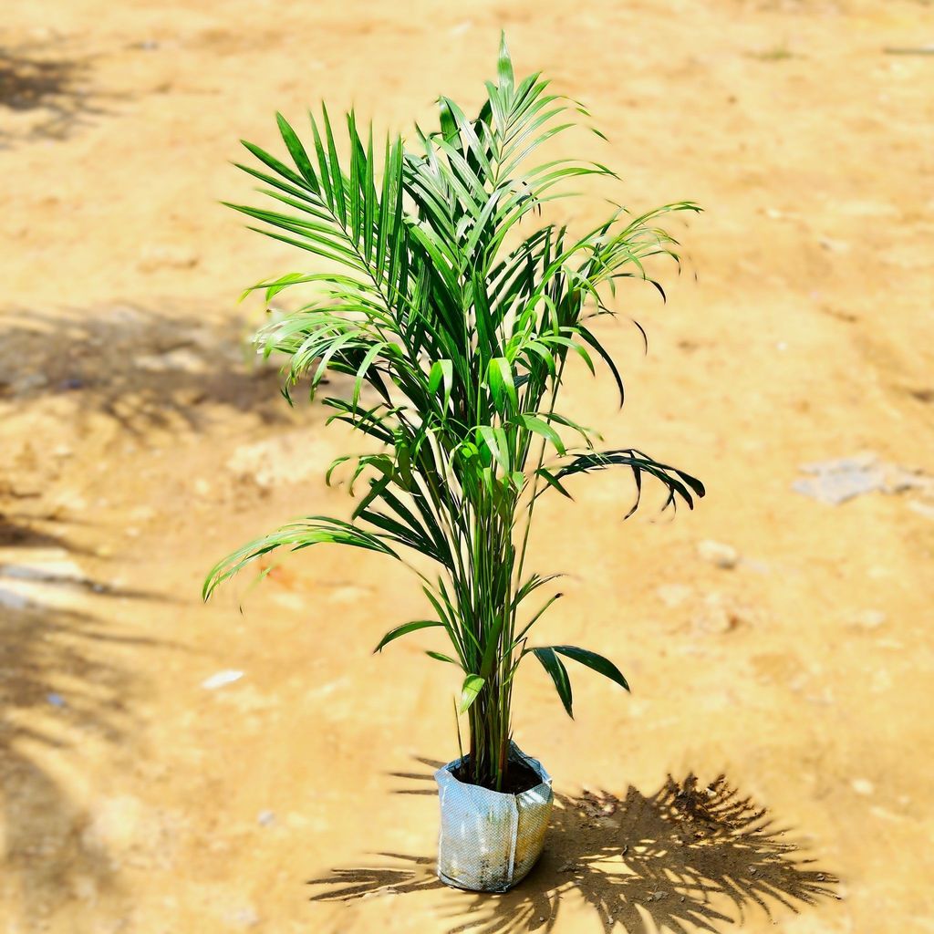 Areca Palm (~ 3 Ft) in 7 Inch Nursery Bag