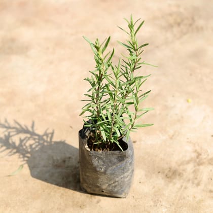 Buy Rosemary in 4 inch Nursery Bag Online | Urvann.com