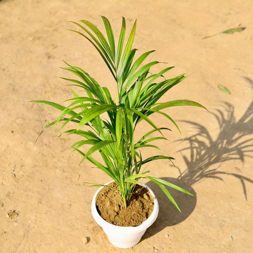 Areca Palm (~ 3 Ft) in 8 Inch Classy White Plastic Pot