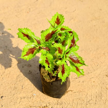 Buy Coleus Red & Green in 4 Inch Nursery Bag Online | Urvann.com