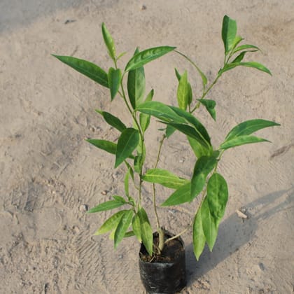 Buy Raat Ki Rani / Night Blooming Jasmine in 4 Inch Nursery Bag Online | Urvann.com